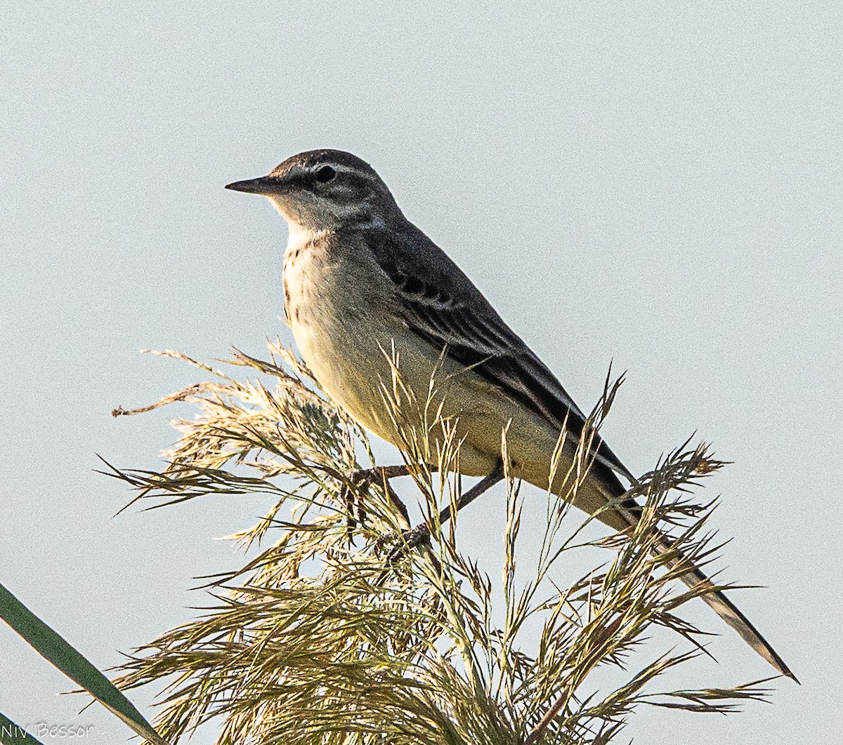 Northern Shoveler - ML646170649