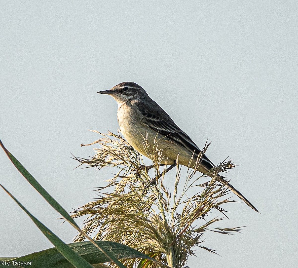 Northern Shoveler - ML646170650