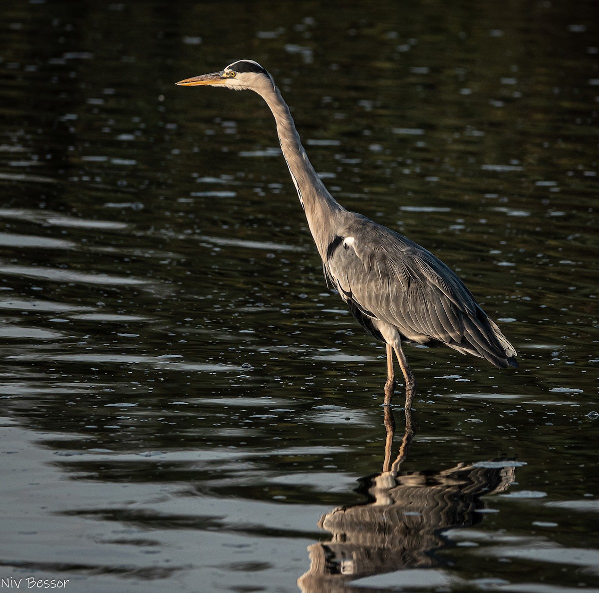 Northern Shoveler - ML646170652