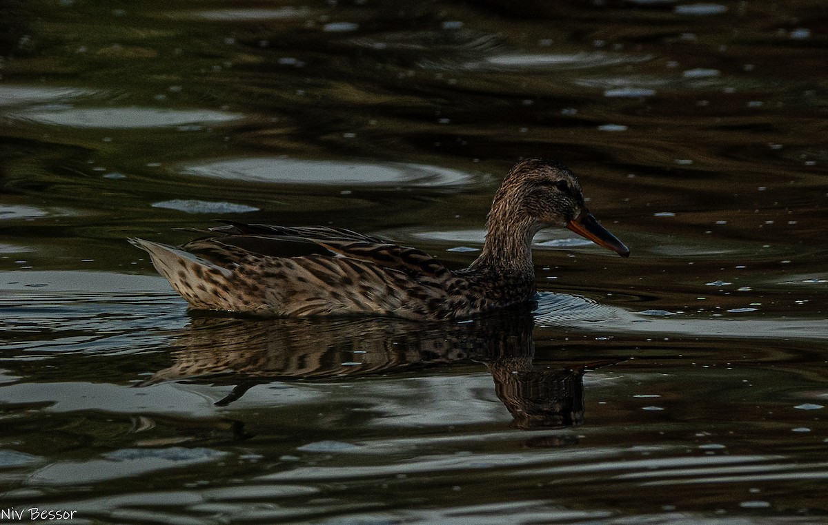 Northern Shoveler - ML646170653
