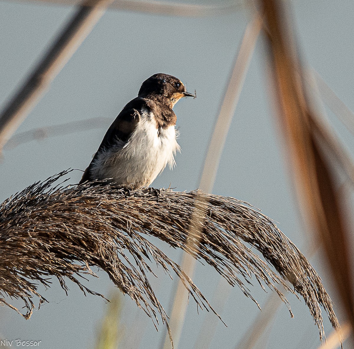 Northern Shoveler - ML646170655