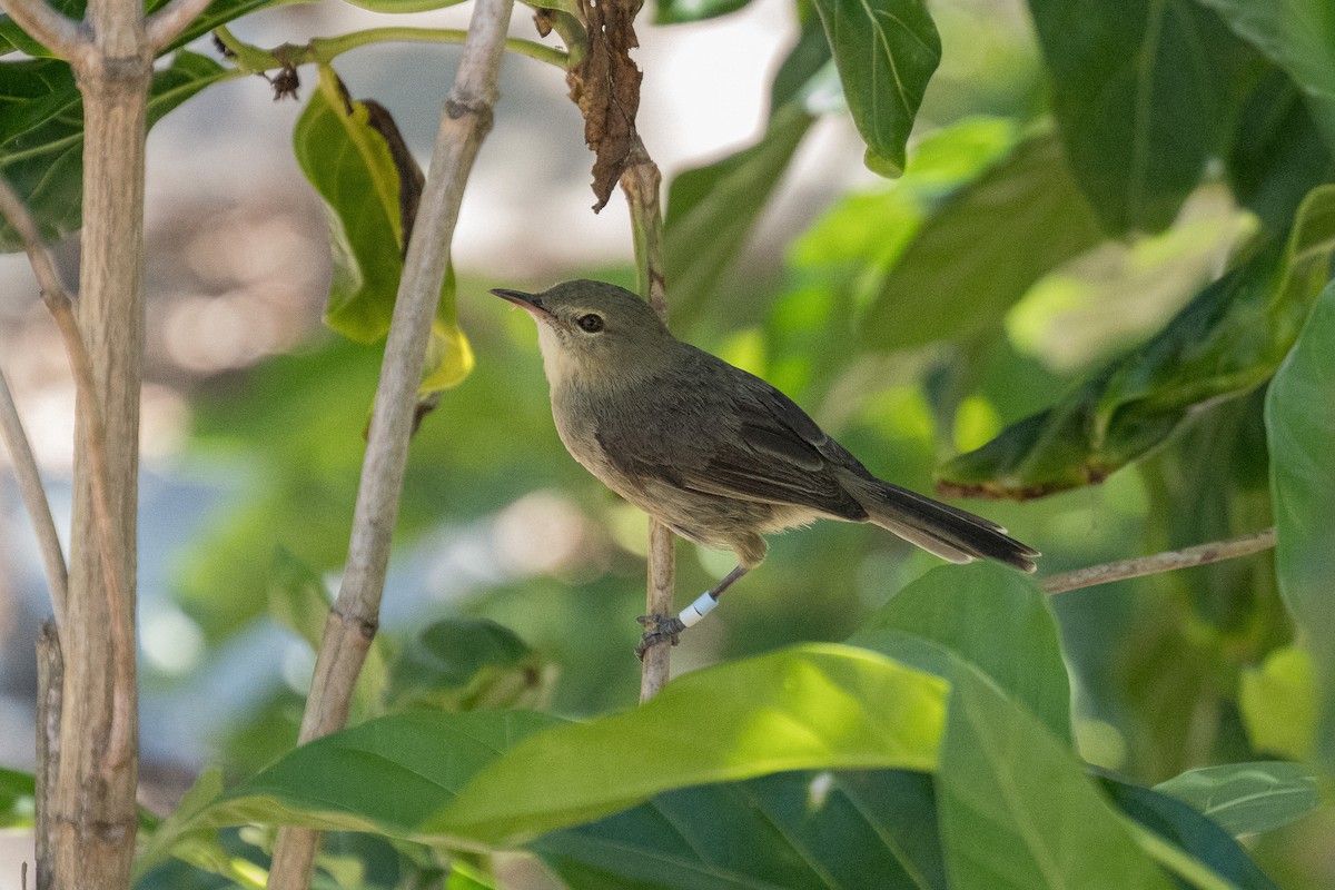 Seychelles Warbler - ML646170658