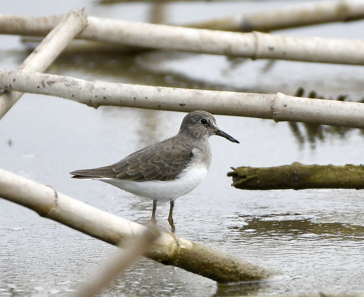 Temminck's Stint - ML646170659