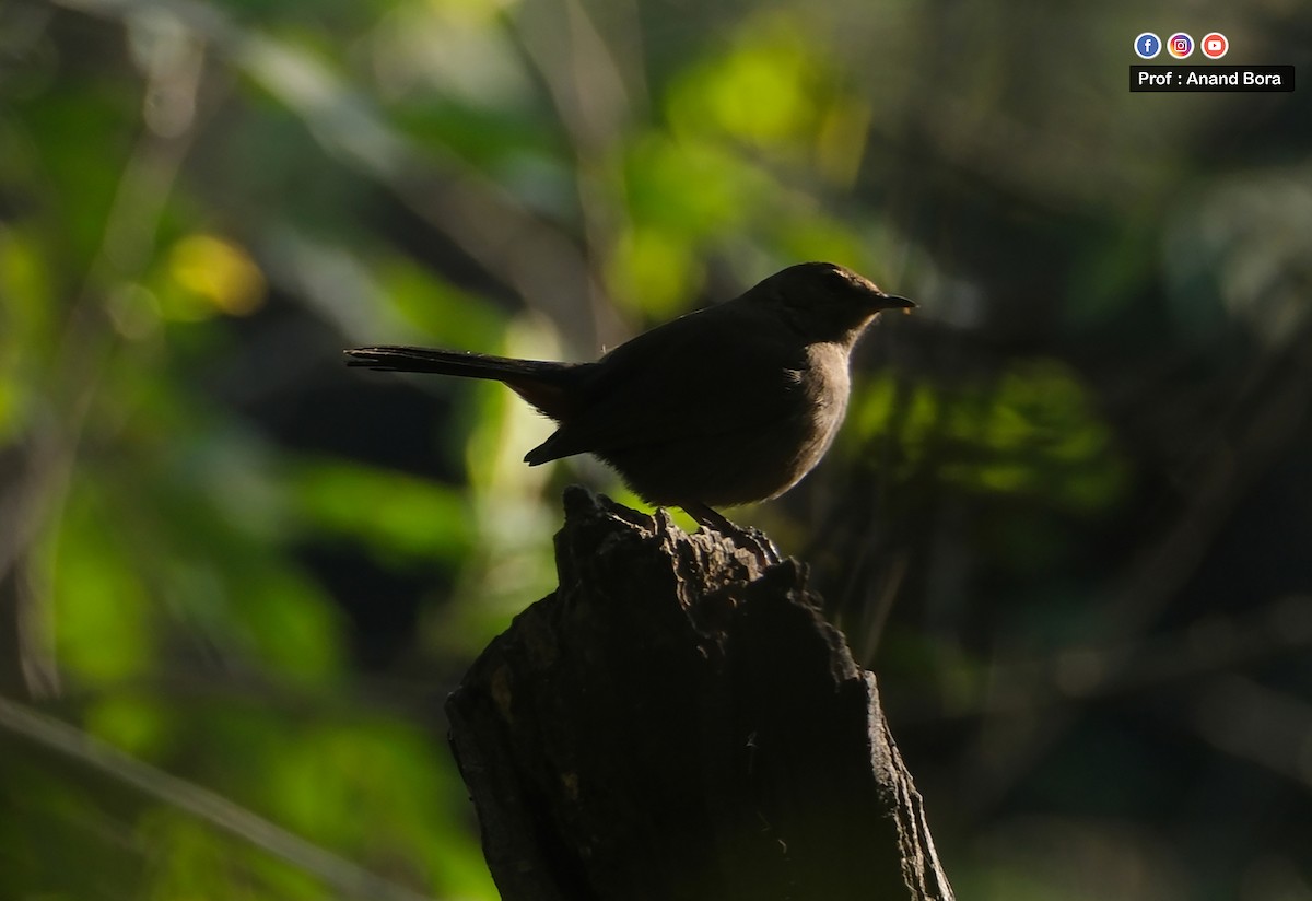 Indian Robin - ML646170660