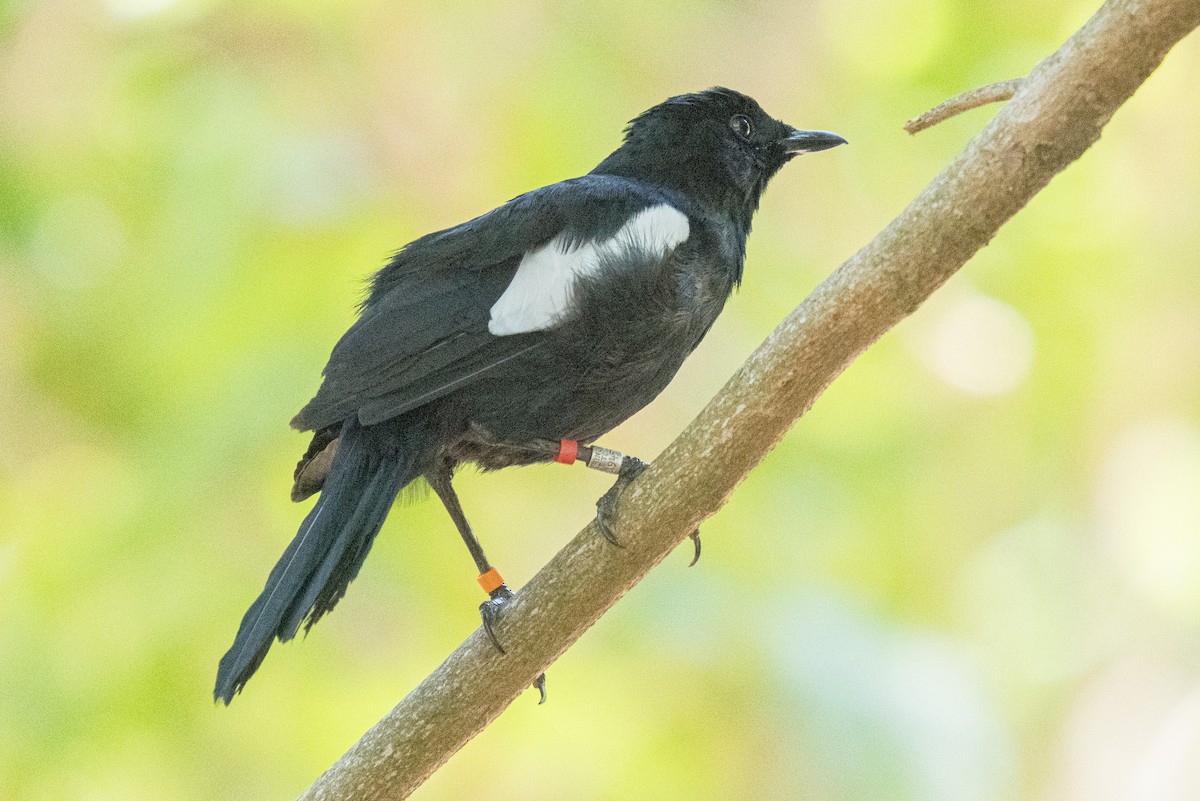 Seychelles Magpie-Robin - ML646170663