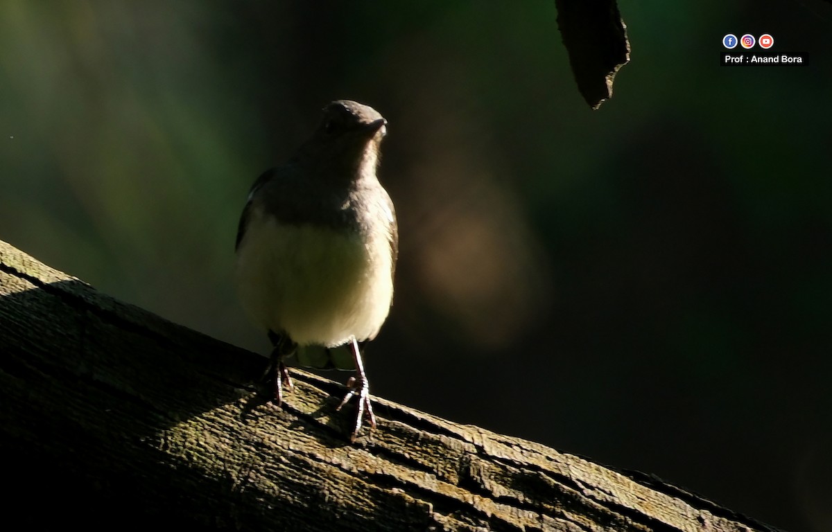 Oriental Magpie-Robin - ML646170664