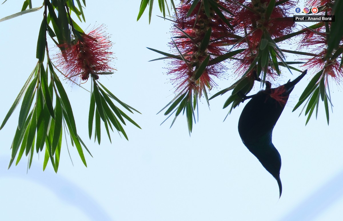 צופית סגולה - ML646170668