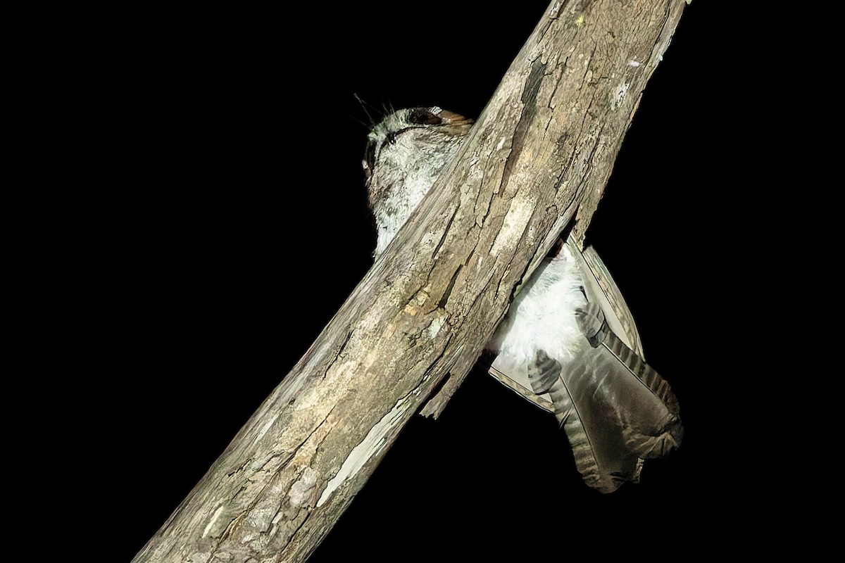 Australian Owlet-nightjar - ML646170669