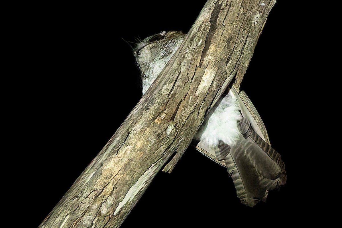 Australian Owlet-nightjar - ML646170670