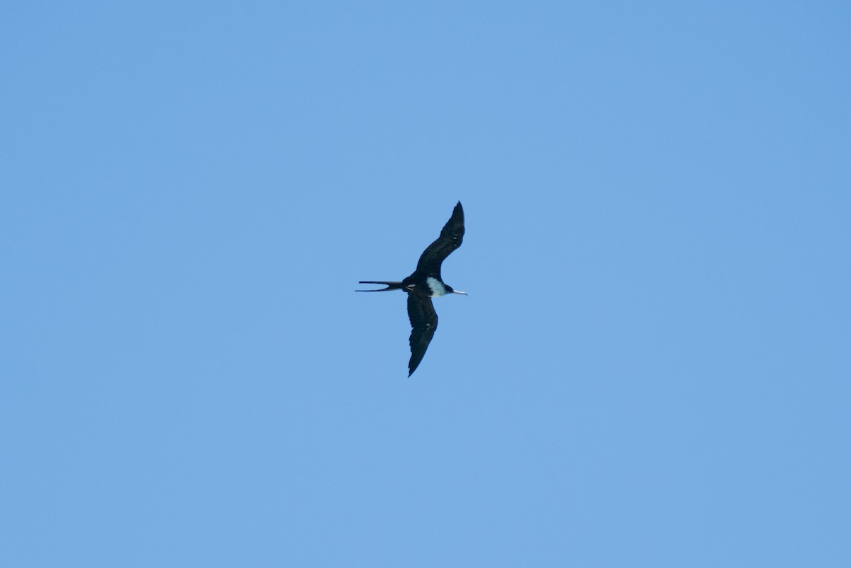 פריגט גדול - ML646170671