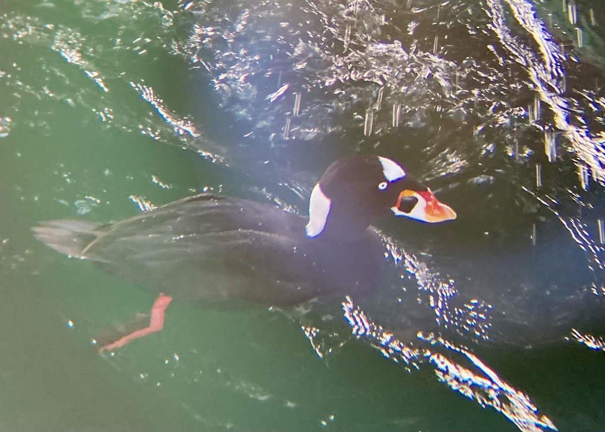 קטיפנית משברים - ML646170673