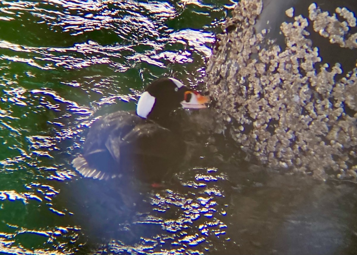 קטיפנית משברים - ML646170674