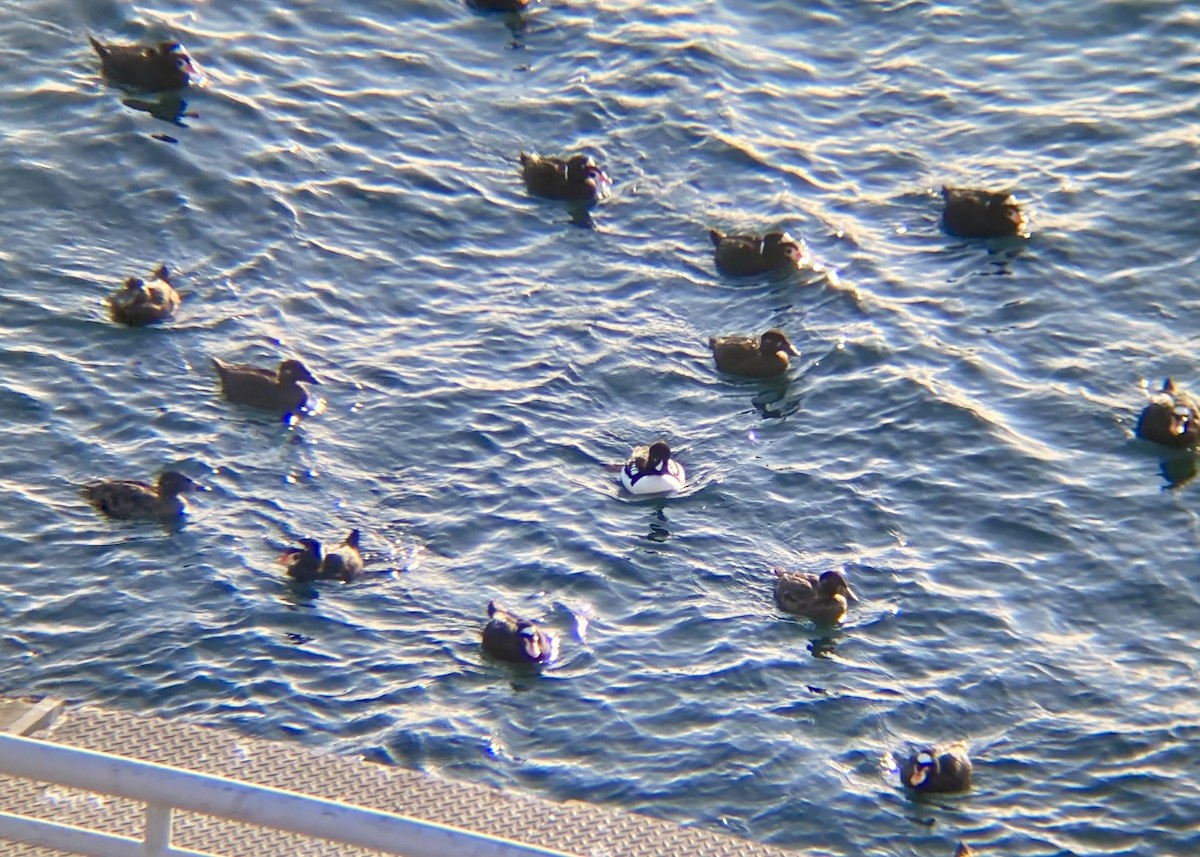 קטיפנית משברים - ML646170675