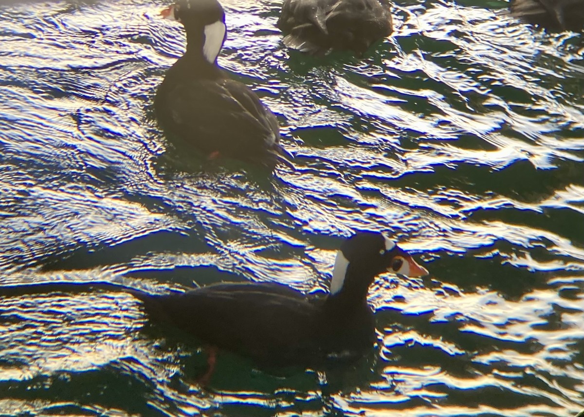 קטיפנית משברים - ML646170676