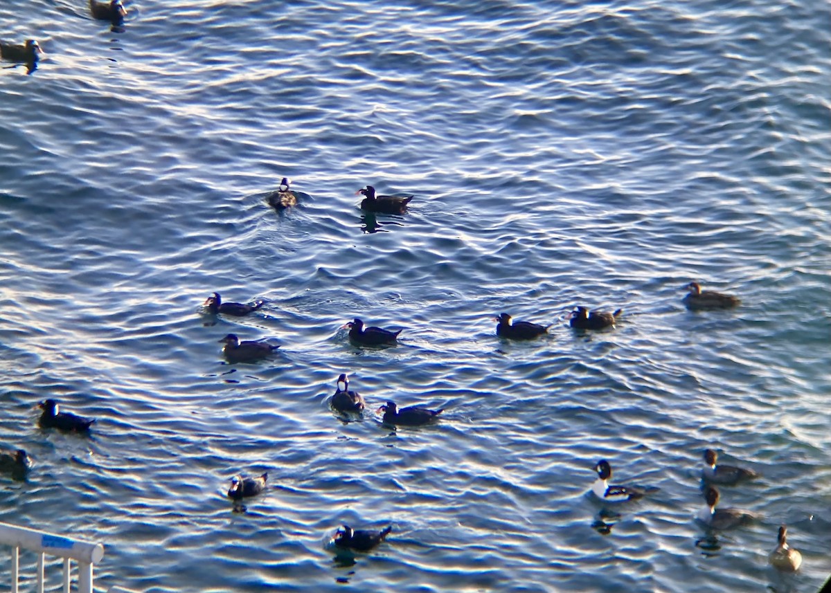 קטיפנית משברים - ML646170677