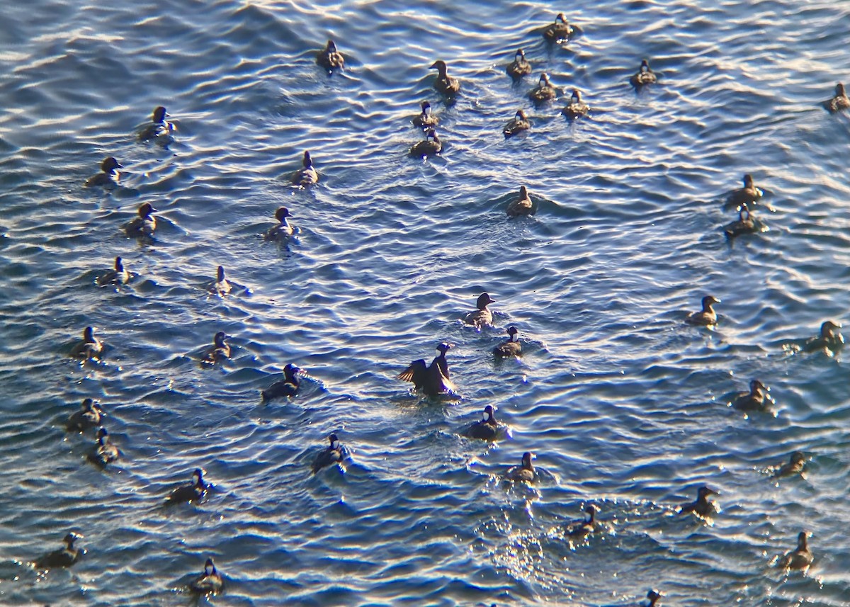 קטיפנית משברים - ML646170678