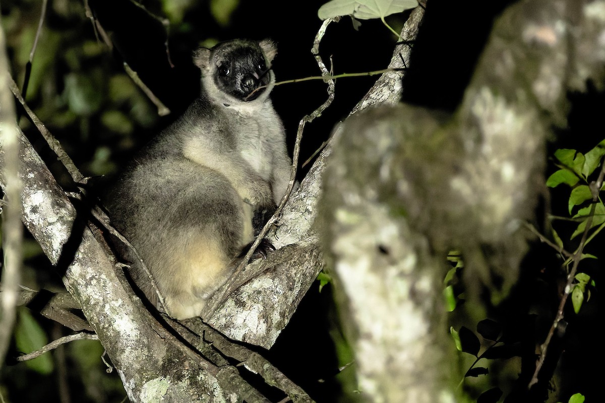 Lumholtz's Tree Kangaroo - ML646170679