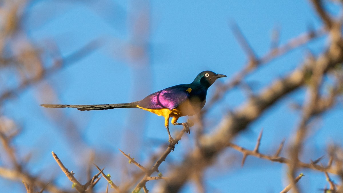 Golden-breasted Starling - ML646170680