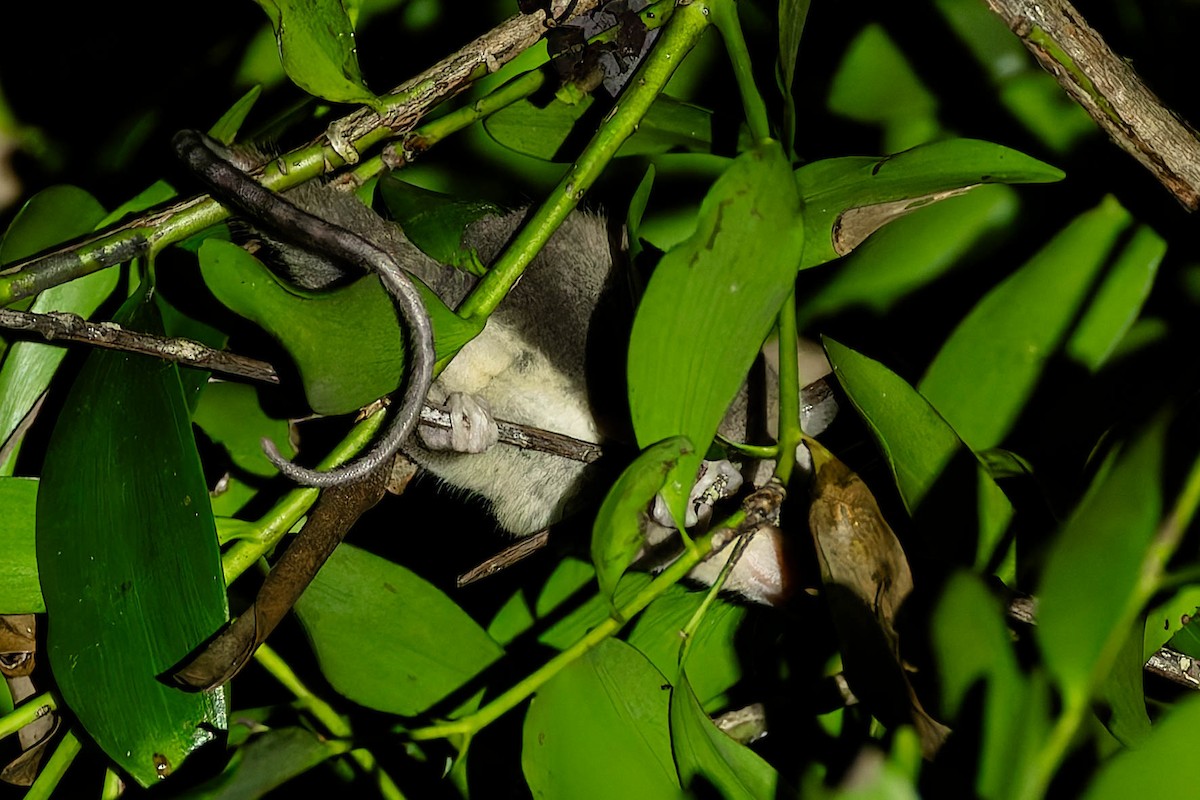 Mammals - ML646170681