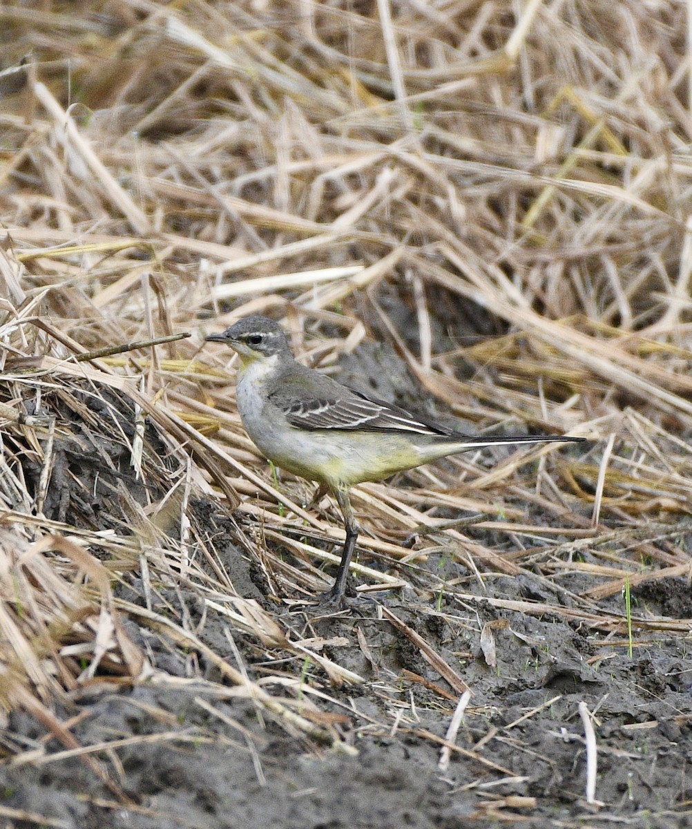 נחליאלי צהוב - ML646170682