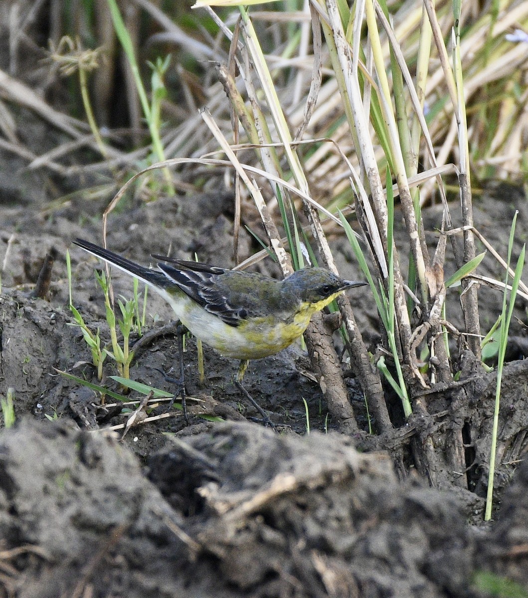 נחליאלי צהוב - ML646170683
