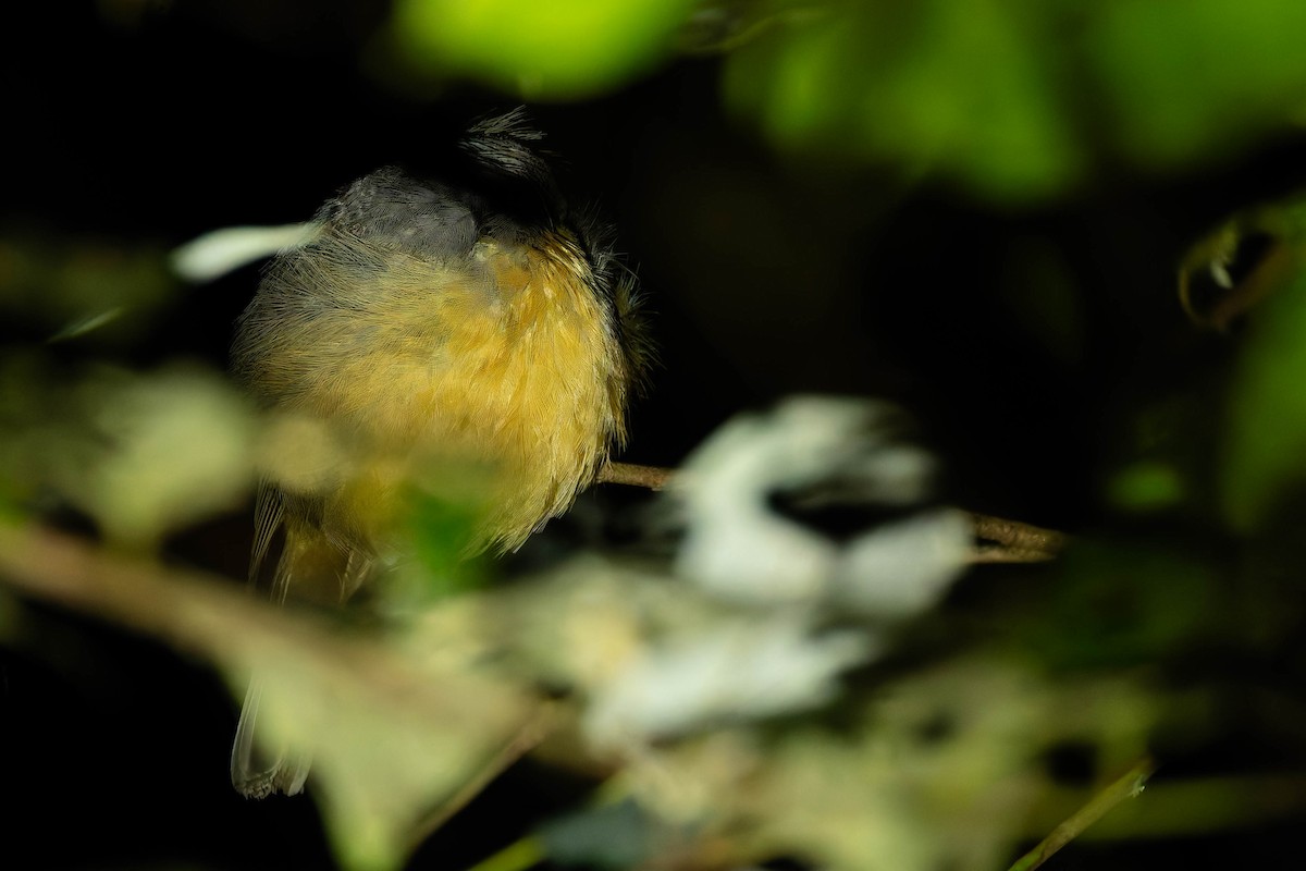 Bower's Shrikethrush - ML646170684