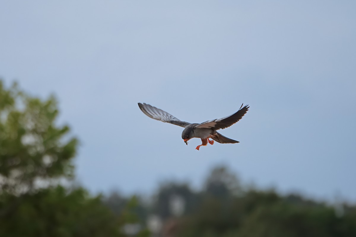 בז אמור - ML646170685