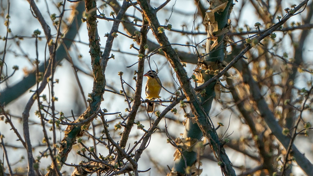Somali Bunting - ML646170686