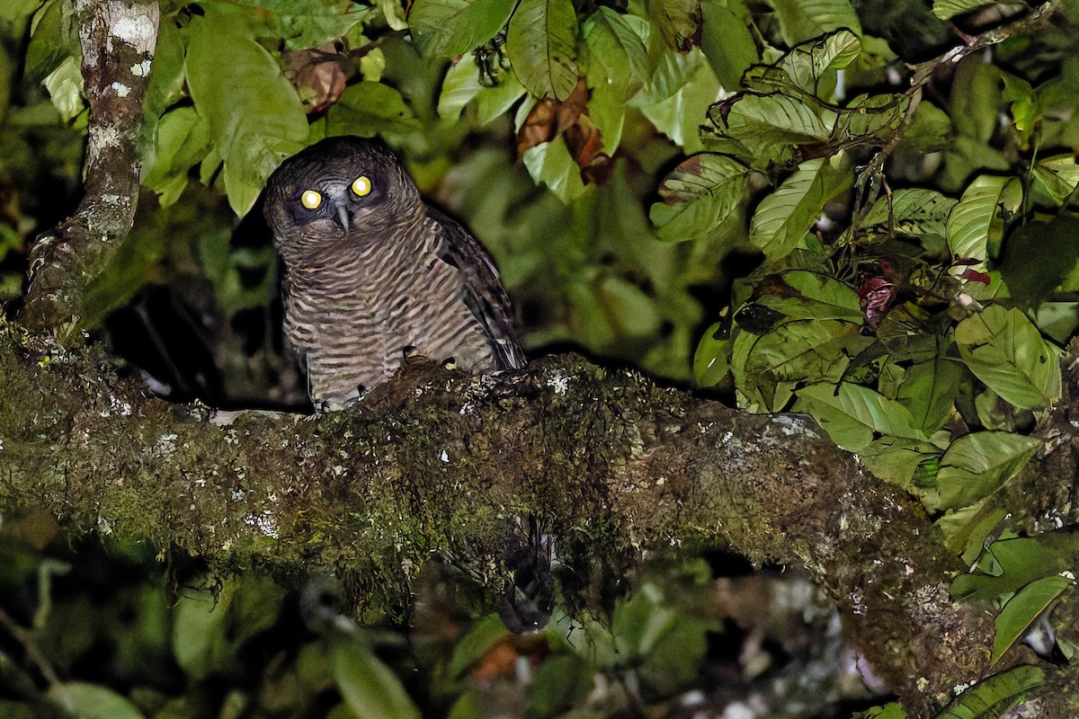 Rufous Owl - ML646170688