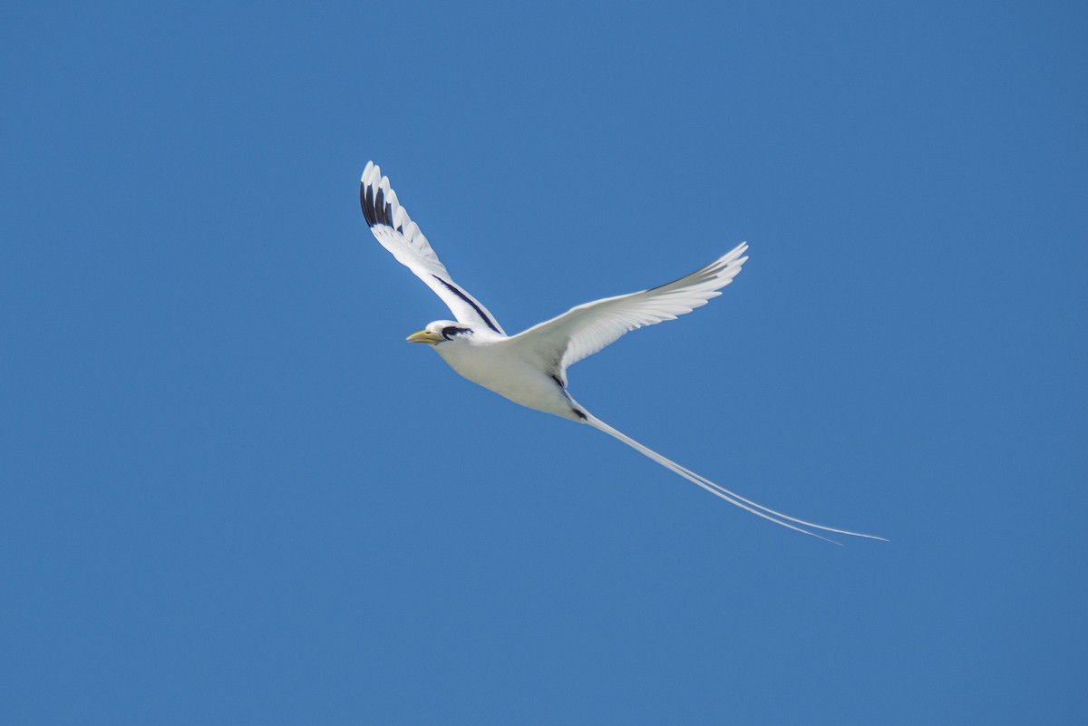 White-tailed Tropicbird - ML646170689
