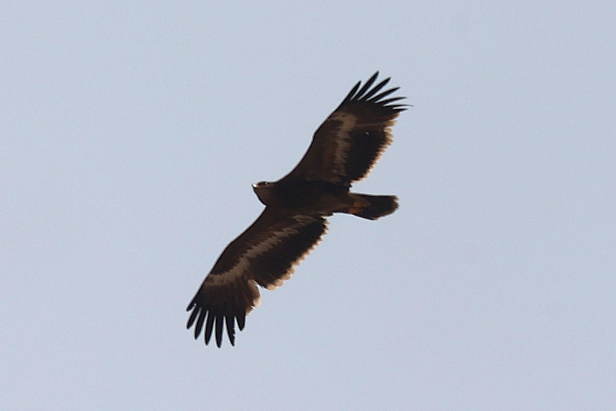 עיט ערבות - ML646170691