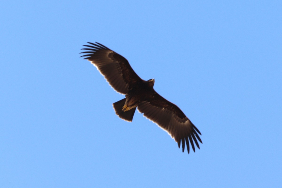 עיט ערבות - ML646170692