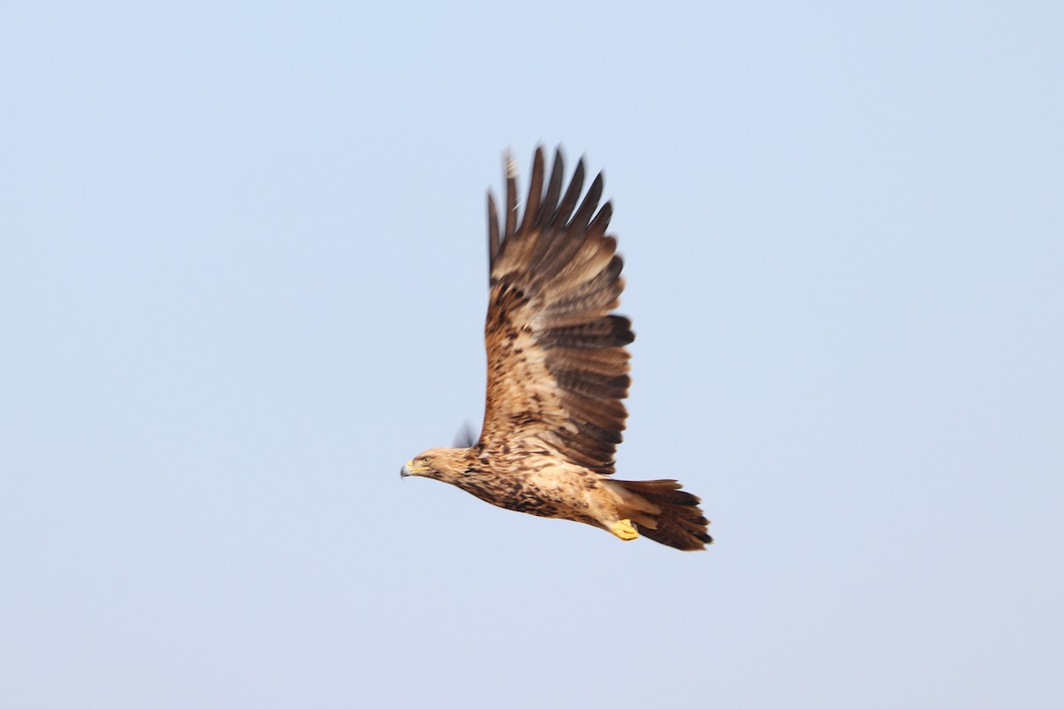 עיט ערבות - ML646170694