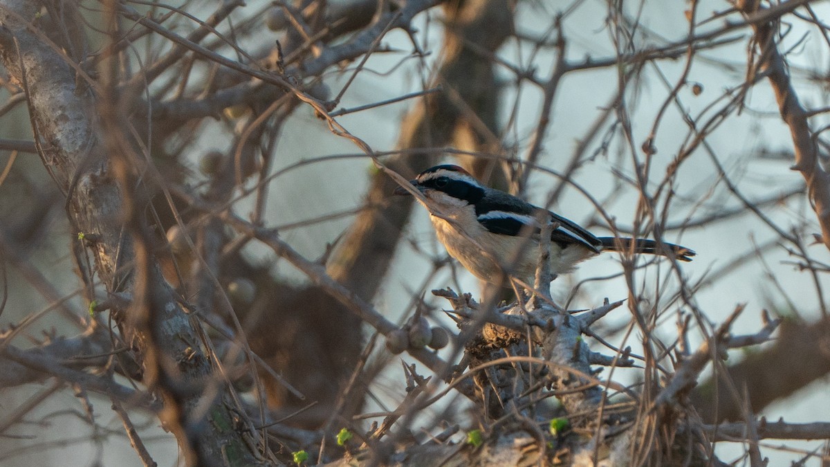 Red-naped Bushshrike - ML646170697