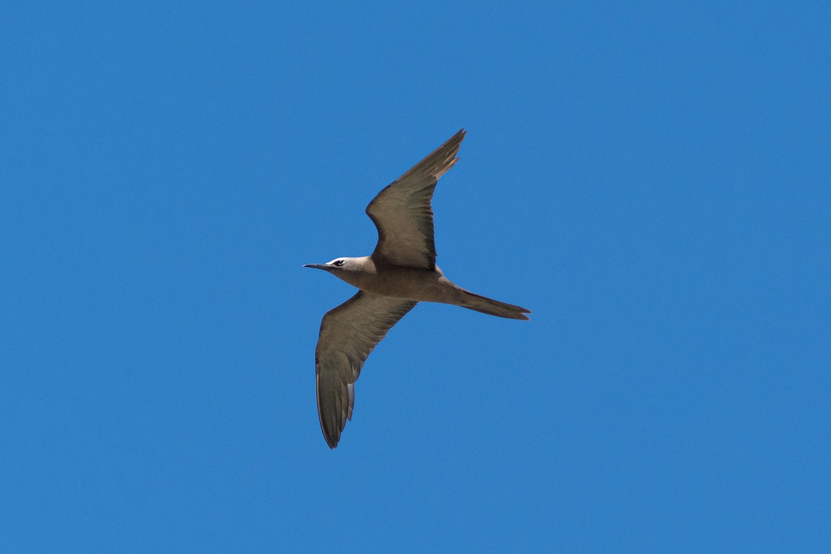 Brown Noddy - ML646170698