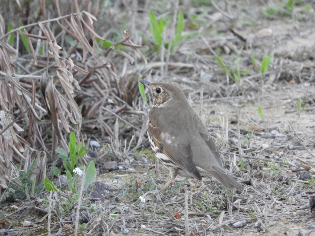 קיכלי רונן - ML646170699