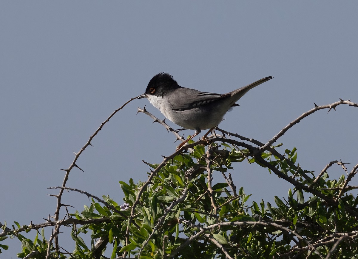 Sardinian Warbler - ML646170700