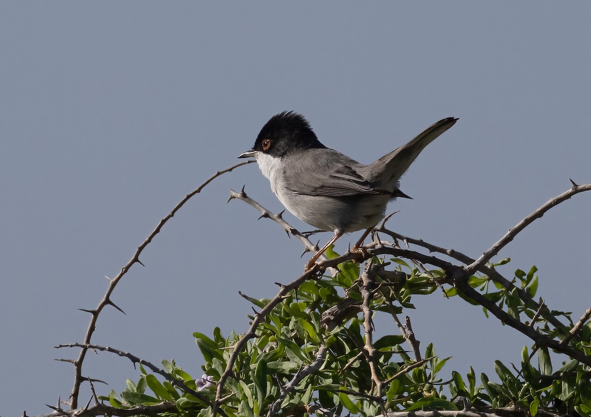 Sardinian Warbler - ML646170701