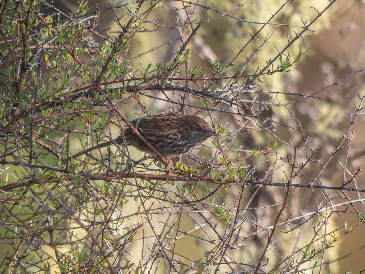 New Zealand Fernbird - ML646170703
