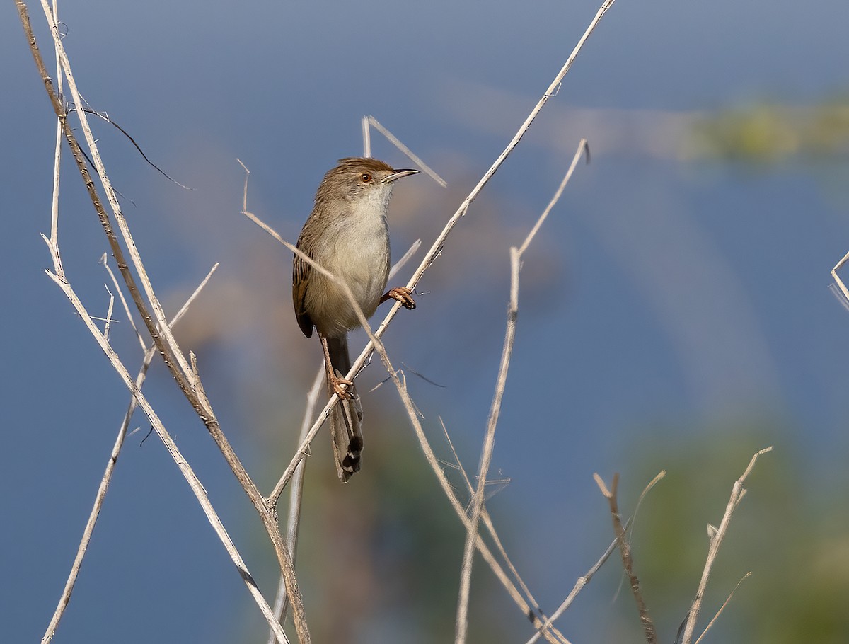 Graceful Prinia - ML646170704
