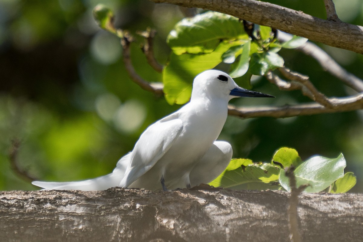 Blue-billed White-Tern - ML646170705