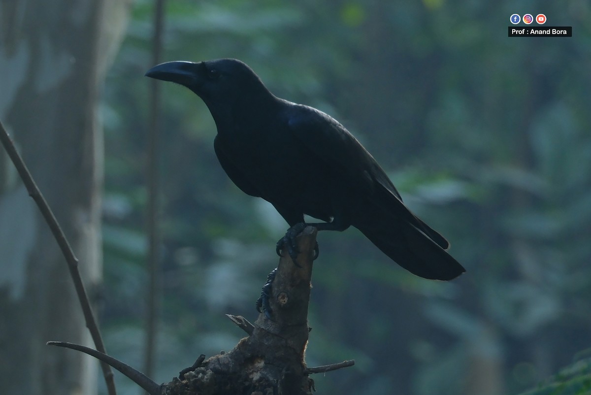 Large-billed Crow - ML646170706