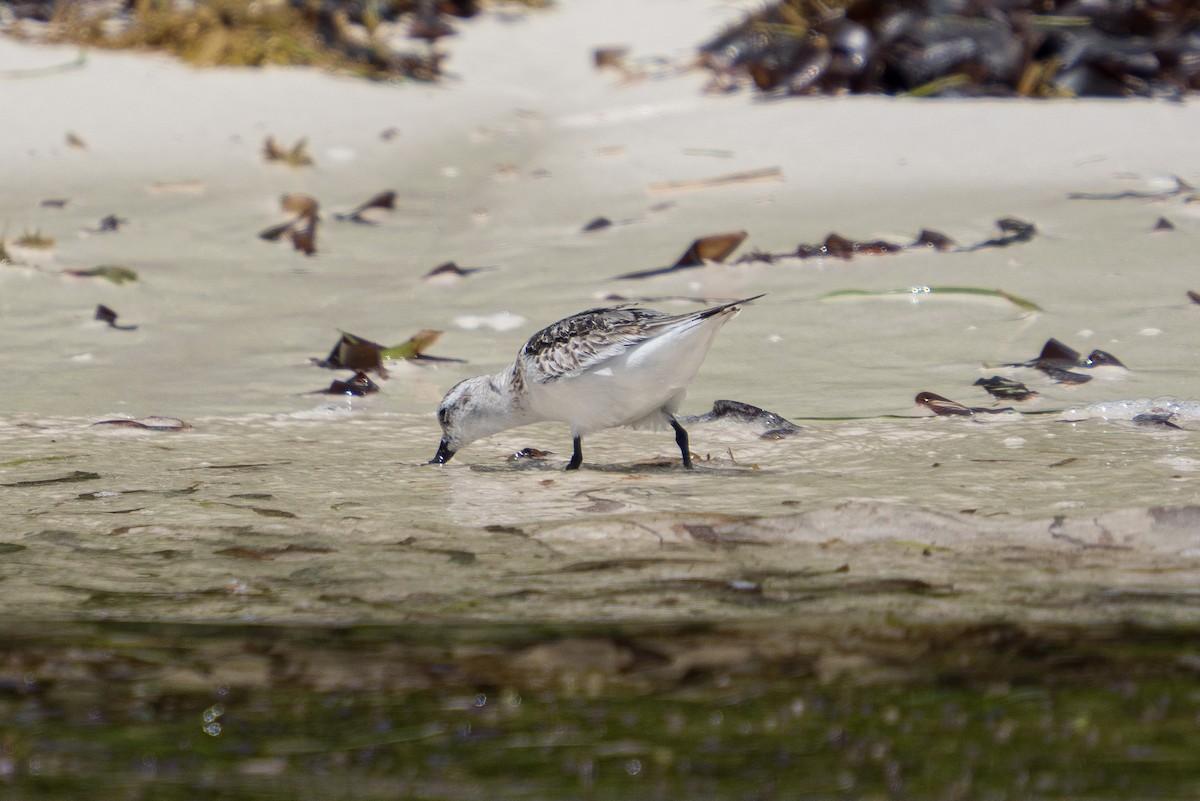 Sanderling - ML646170707