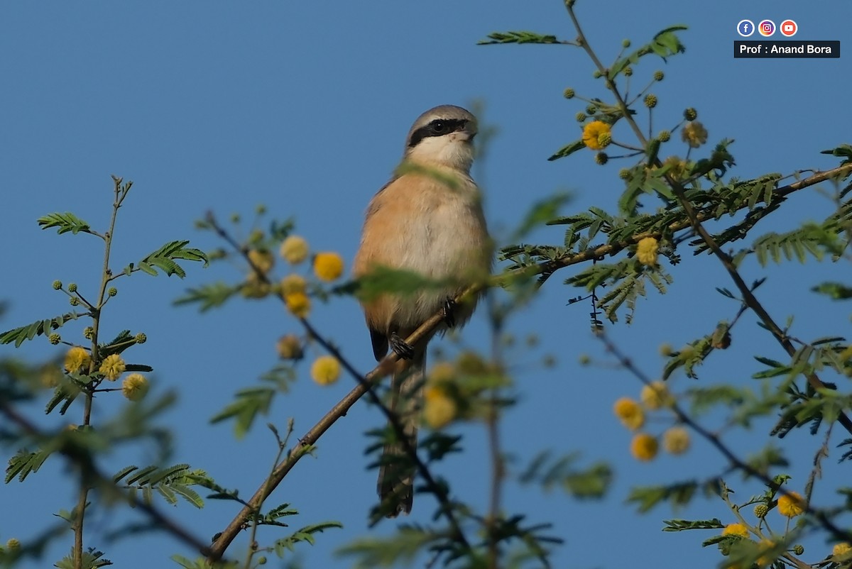 Long-tailed Shrike - ML646170708