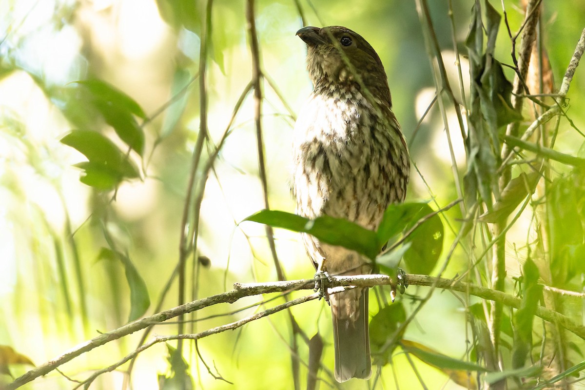 Tooth-billed Bowerbird - ML646170709