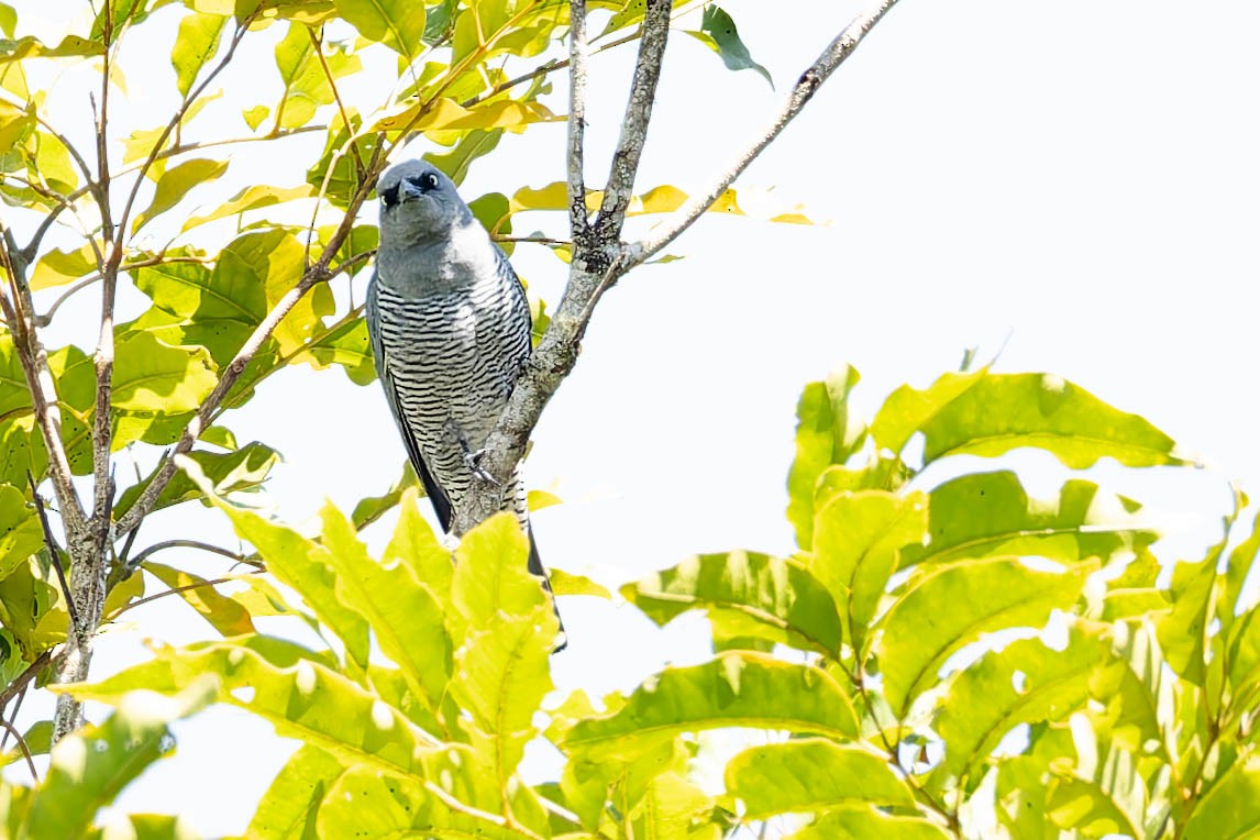 Barred Cuckooshrike - ML646170710
