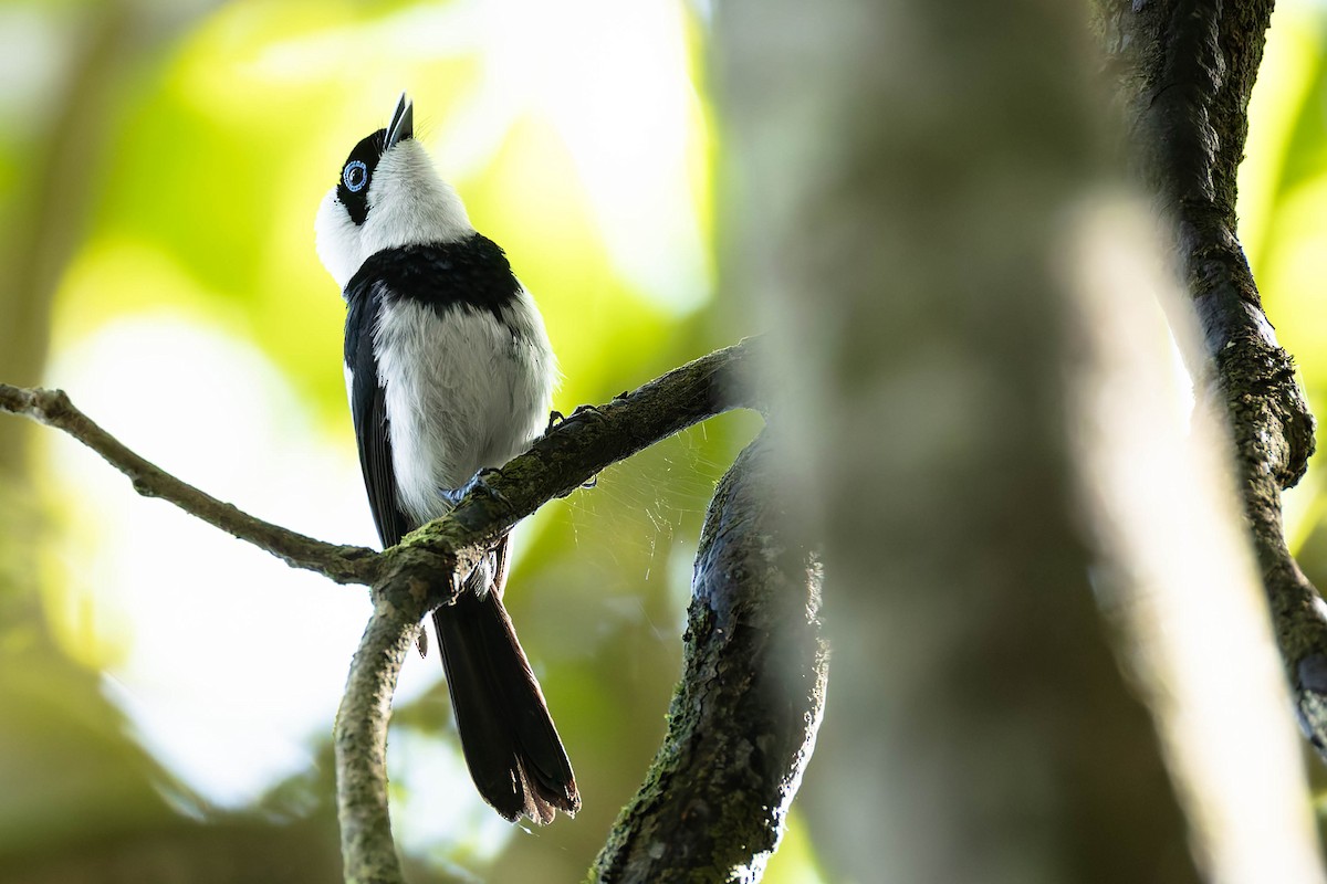 Pied Monarch - ML646170715