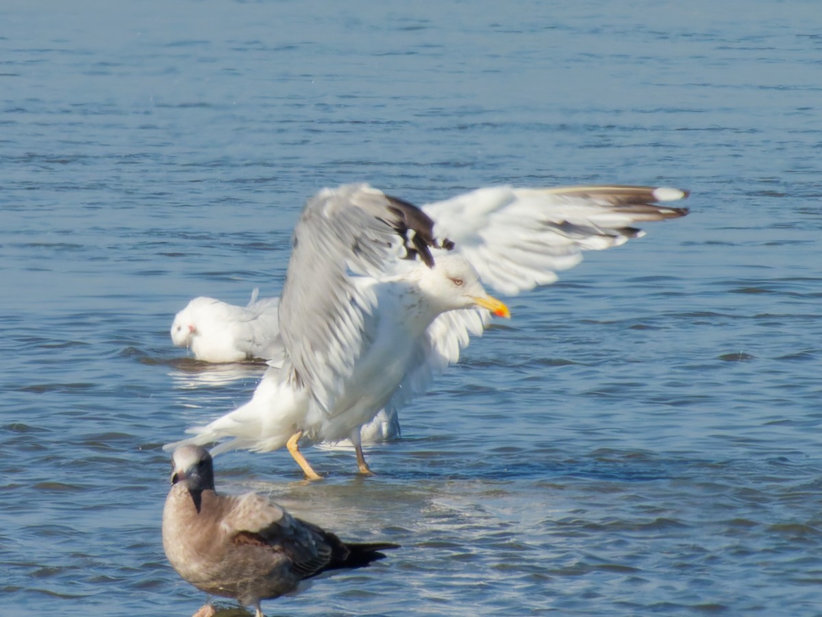 Мартин чорнокрилий (підвид taimyrensis) - ML646170719