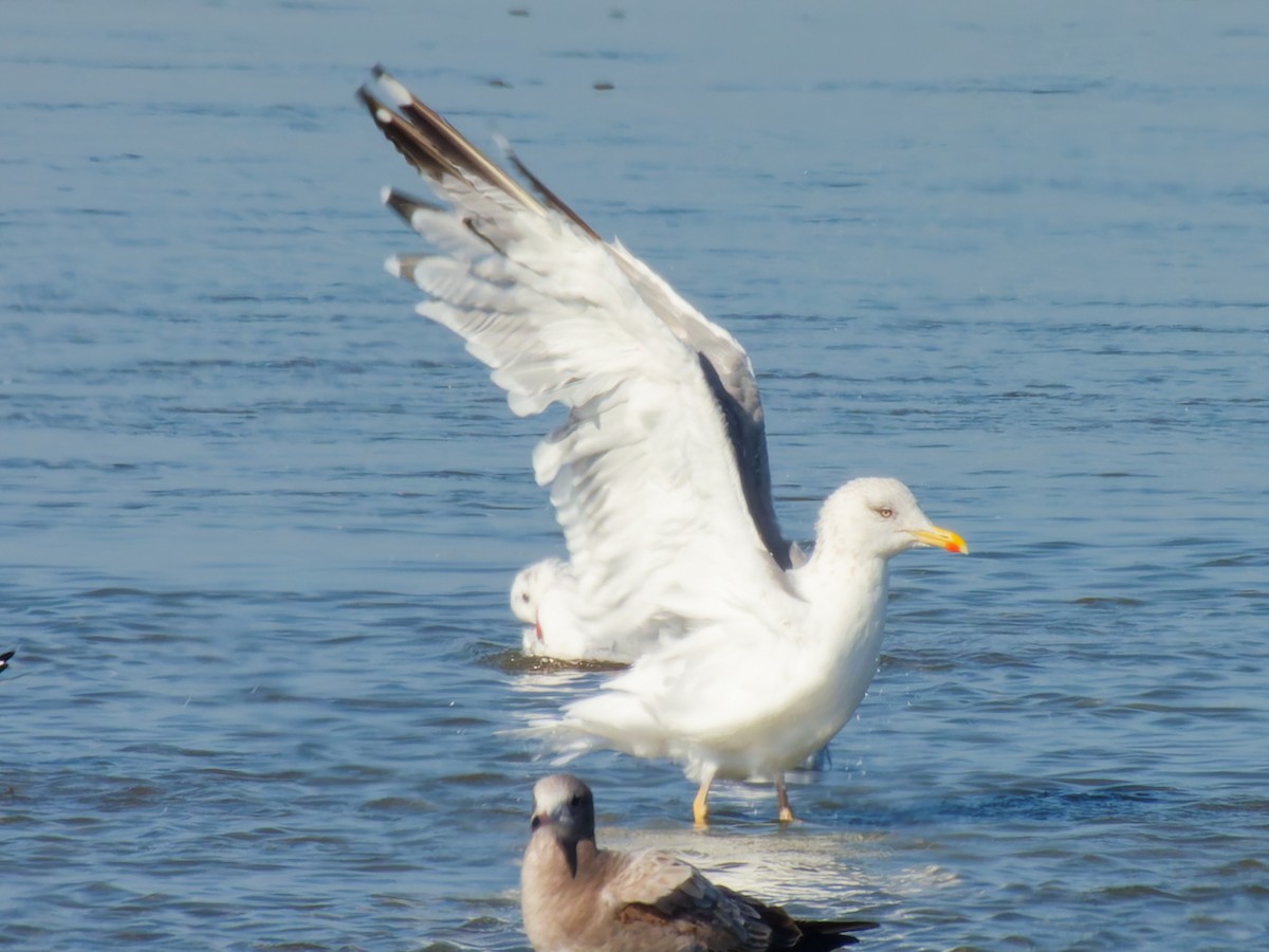 Мартин чорнокрилий (підвид taimyrensis) - ML646170720