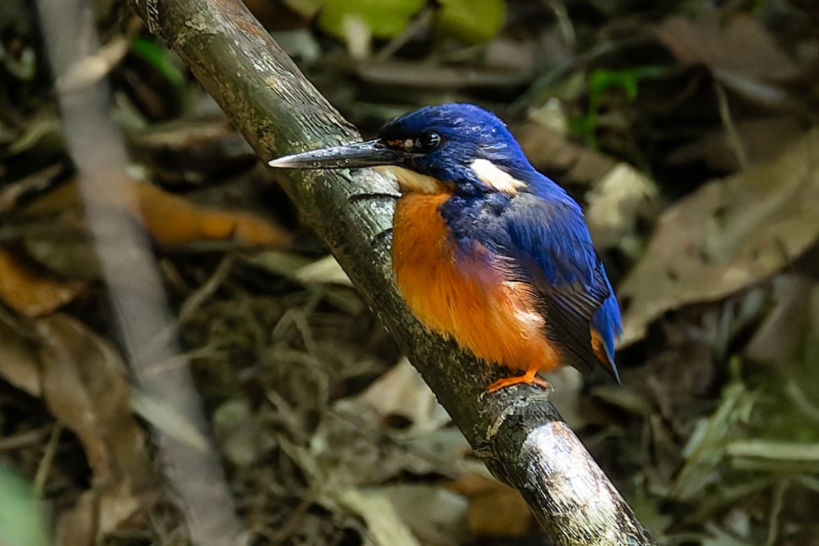 Azure Kingfisher - ML646170744